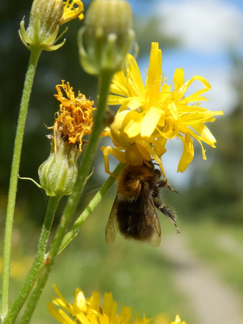 Hummel in den Fängen einer weiblichen Krabbenspinne