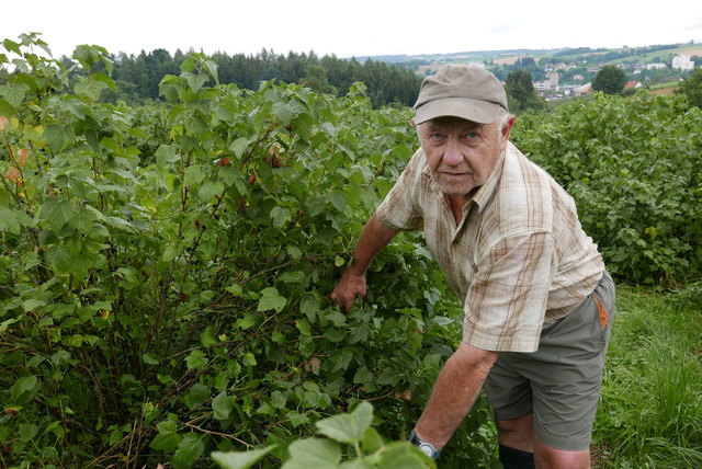 Leopold Groisböck fürchtet um seine Ernte. Im vergangenen Jahr hatte er einen Totalausfall bei den Beeren zu beklagen. | Foto: Auer/BRS
