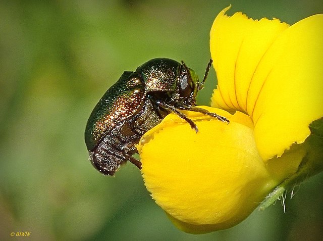 Rosenkäfer