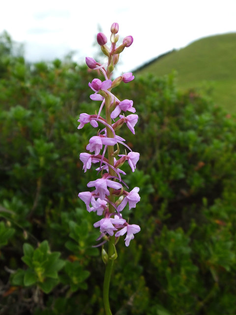 Gymnadenia conopsea