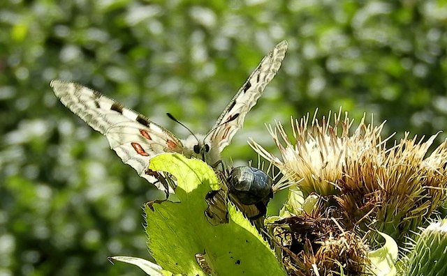 Der Rote Apollo - Bild 1