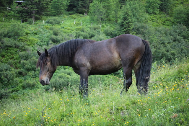 ...hat mir dieses Pferd auf der Gehwolfalm *geflüstert*...