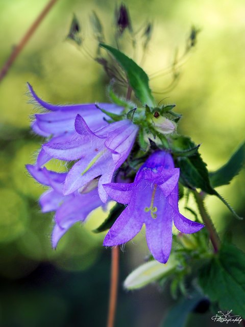 Diese Glockenblume hat sich einen schattigen Platz unter den Bäumen ausgesucht. Entdeckt bei meinem 31 Grad Spaziergang in der Lainsach bei St.Michael.