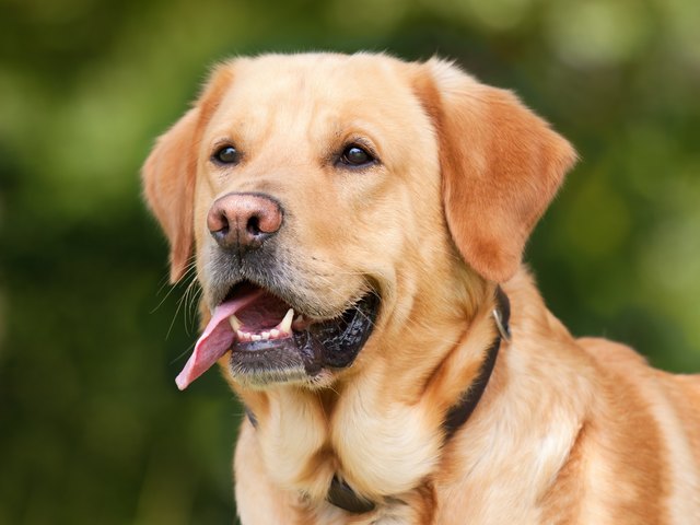 Eine bezahlte Hundeabgabe kann nicht zurückerstattet werden.