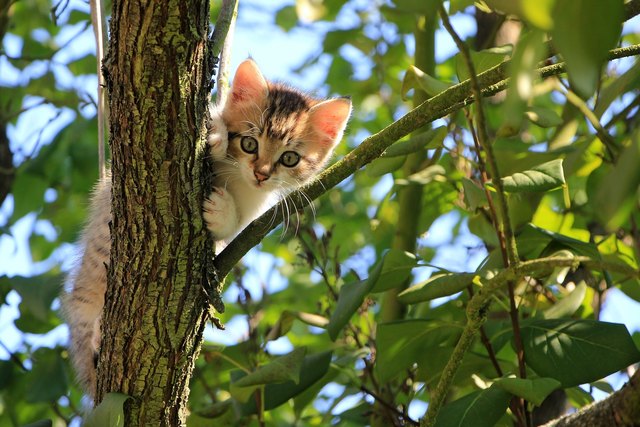 Grödigs Katzen und deren Besitzer können aufatmen.