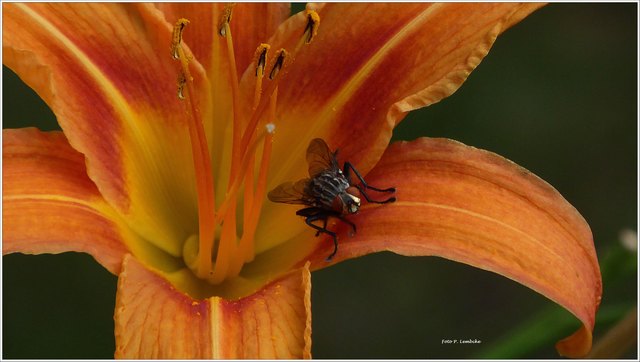 Die Fliege wollte unbedingt fotografiert werden.