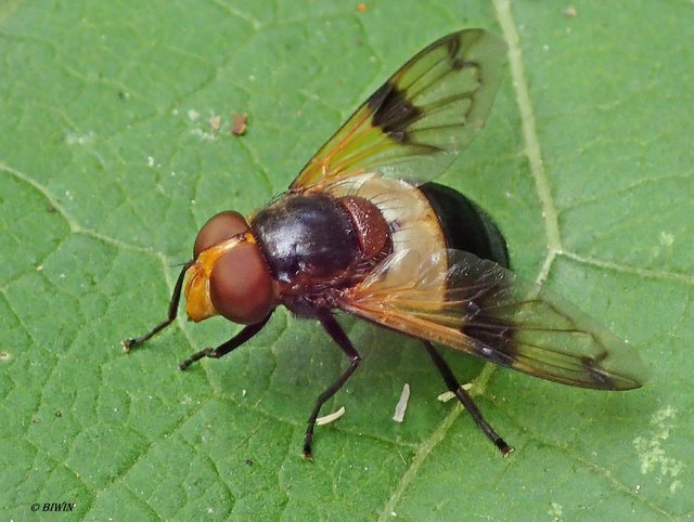 Schau groß! Sie leben an Waldrändern, -lichtungen und -wegen.
