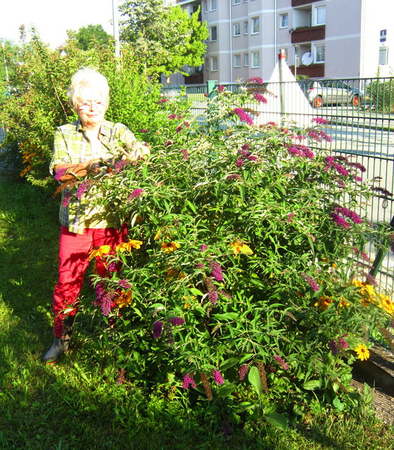 Im Garten von Evelyn Dolezal blüht Buddleja, eine Fliederart aus China