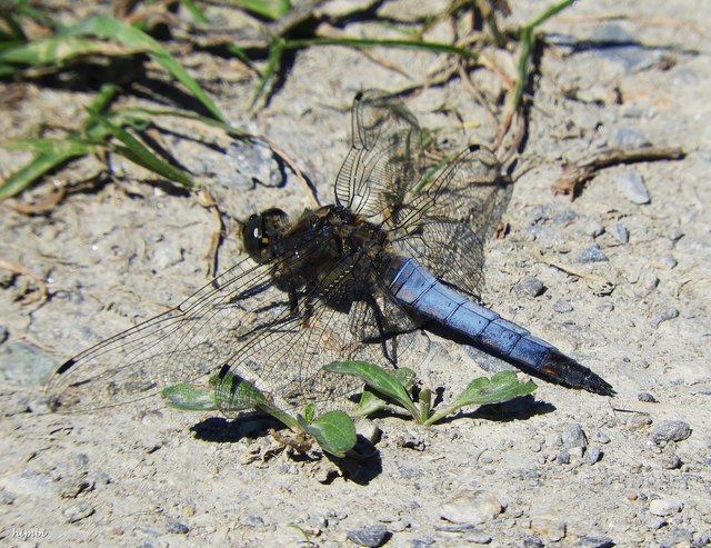 Libelle Spitzenfleck