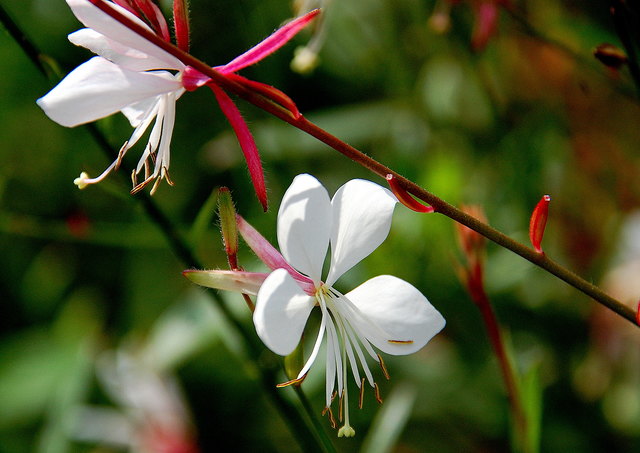 Gaura aus der Familie der Nachtkerzengewächse