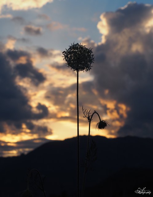 Ich mag es im letzten Licht zu fotografieren. Wo bei anderen schon die Rollo runtergehn, da geh ich raus.