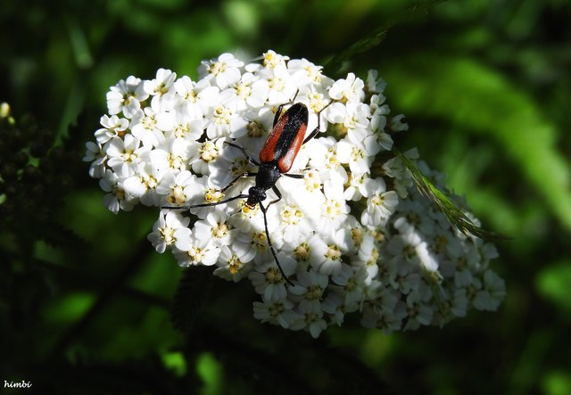 Kleiner Schmalbock
