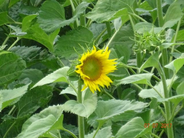 Wunderschöne Sonnenblume