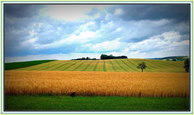 Die Traktorspuren im Weizenfeld werden wegen der notwendigen Düngung der Felder während er Wachstumsphase verursacht!