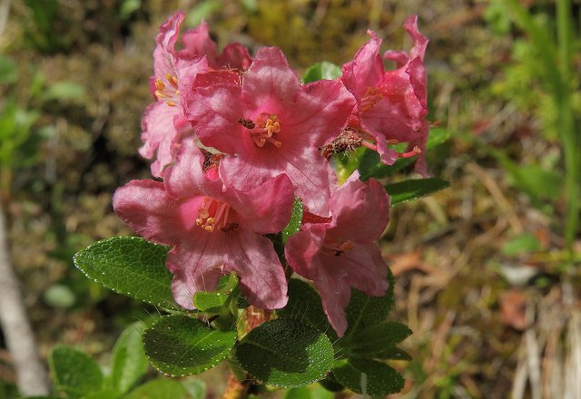 Die Behaarte Alpenrose ist ein Heidekrautgewächs. Der Busch wird bis zu 120 cm hoch und blüht von Mai bis August. Leichter zu finden auf kalkhaltigen Böden, in Seehöhen von 600 - 2500 m.