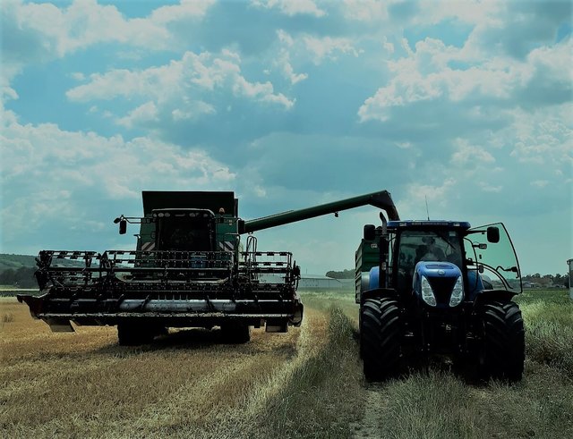 Getreide aus dem Weinviertel wird zu Brot mit bester Qualität. | Foto: Mitsch