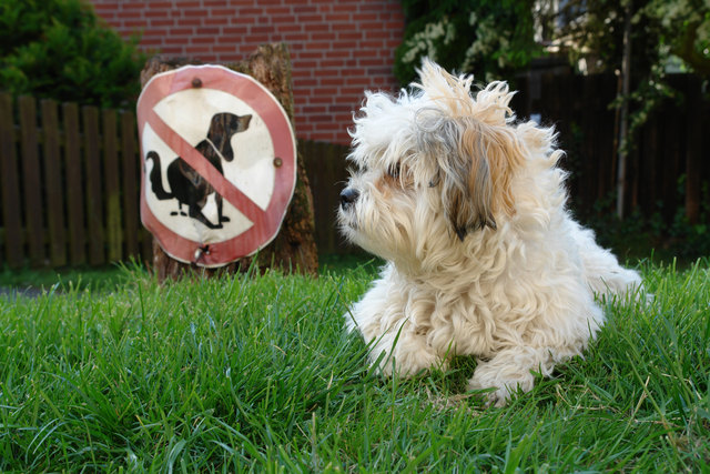 Auf Freilaufflächen dürfen sich Hunde frei bewegen und sich auch ohne Maulkorb und Leine aufhalten.