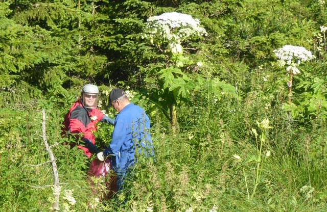 Der Riesenbärenklau kann bis zu vier Meter hoch werden.