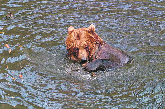 Bär Ingo genießt die sommerliche Abkühlung und die Gäste am "Wilden Berg" können das ab sofort im Alpenbad Mautern auch. | Foto: © Der Wilde Berg