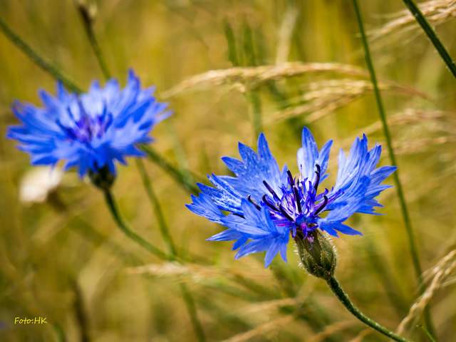 Kornblumen