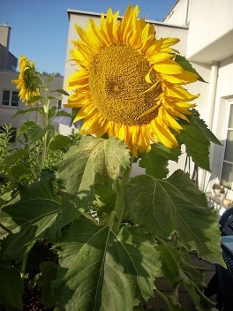 sonnenblume