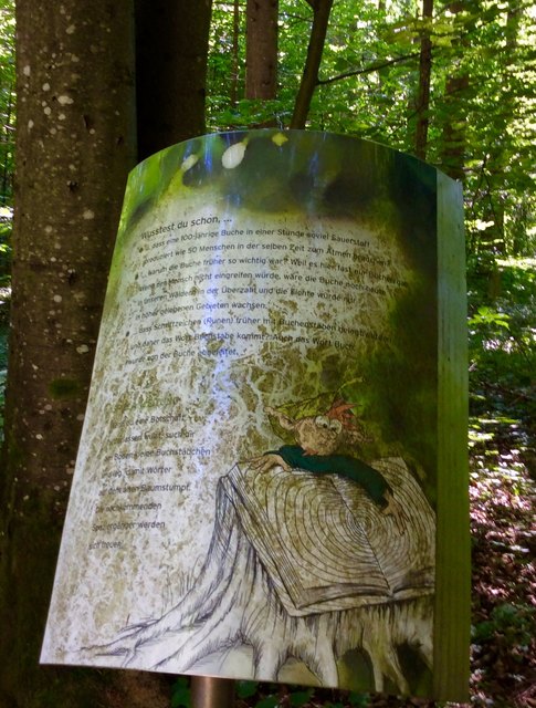Ganz schön interessant, was uns hier auf dieser Tafel (leider etwas schwer zu lesen) über die BUCHE vermittelt wird. Zum Beispiel, dass das Wort BUCH von BUCHE abgeleitet wurde. Oder, dass die RUNEN (germanische Schriftzeichen) früher mit BUCHENSTÄBCHEN gelegt wurden und daher das Wort BUCHSTABE kommt. Man weiß Heute auch, dass eine 100-jährige Buche in einer Stunde soviel Sauerstoff produziet, wie 50 Menschen in der selben Zeit zum Atmen brauchen. Bemerkenswerte Aussagen über die Buche.