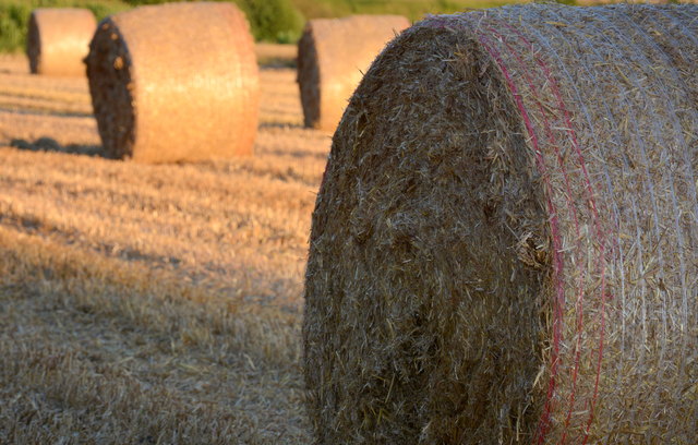 Nach der Ernte: Strohrundballen prägen derzeit das Landschaftsbild.