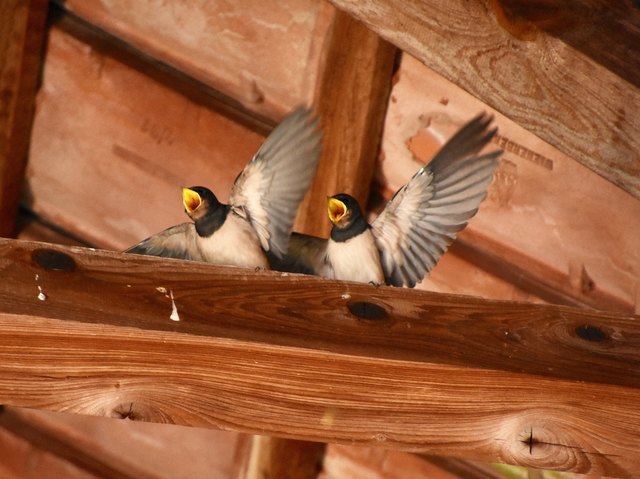 Zuerst werden sie gefüttert und dann sch.... sie in unsere Sommerküche!!!!!