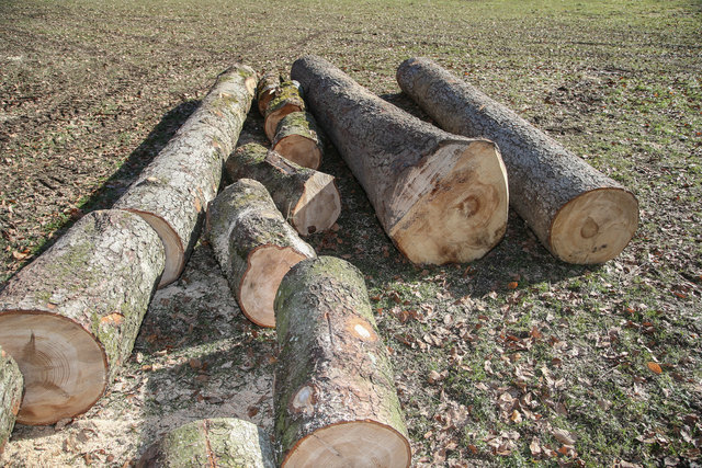 Durch das Rundholz wurden zwei Fahrzeuge schwer beschädigt. (Symbolfoto)