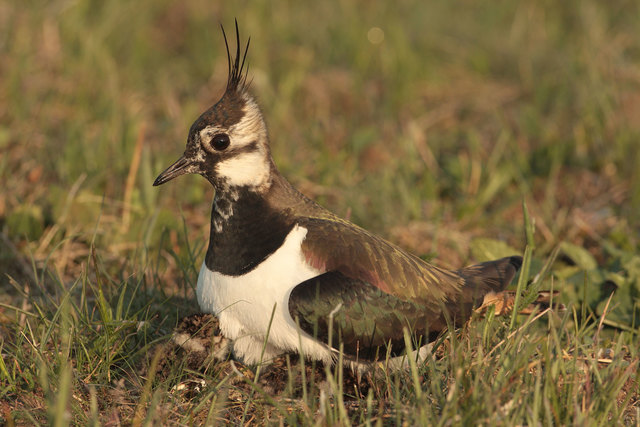 Der Kiebitz zählt zu den bedrohtesten Vogelarten in Europa. In vielen Regionen ist der Bodenbrüter bereits ausgestorben. | Foto: Josef Limberger