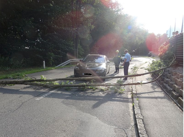 Mittwoch Nachmittag fiel ein Baum auf ein fahrendes Auto.