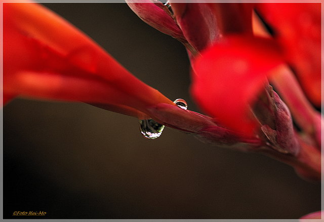 ...ist die Blüte der Canna besonders erfrischt! ;)