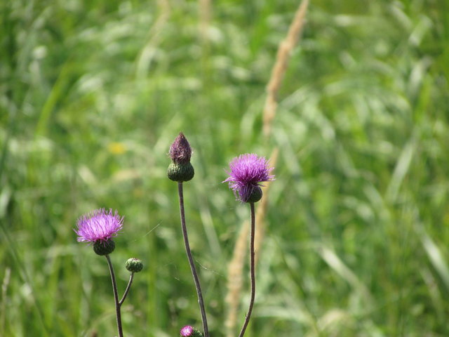 18.07.2017 Vegetation am Rand - Flockenblume