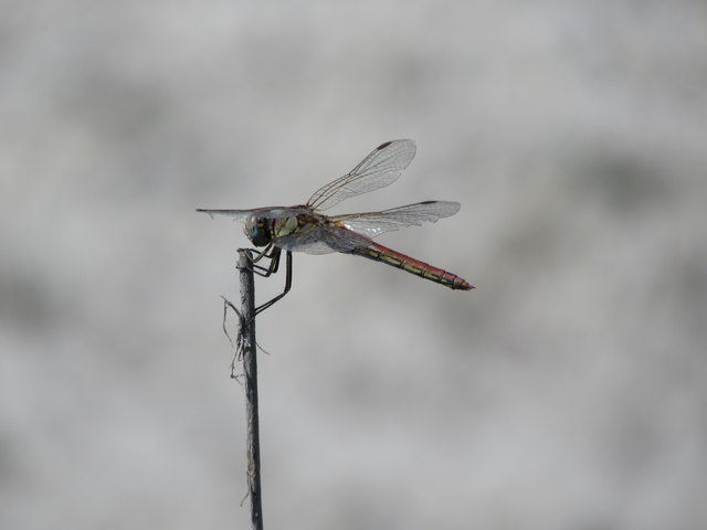 18.07.2017 eine Libelle vom oberen Stinkersee ( männl. Smaragdlibelle ? )