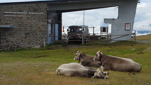 Auch die vierbeinigen Damen brauchen nach so einer Gipfelwanderung erst mal eine Pause...