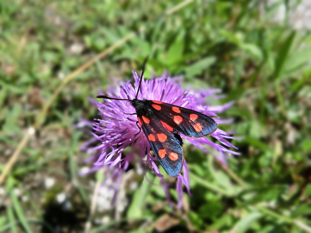 auf Kornblume