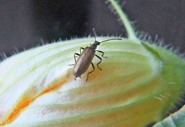 Laubschnellkäfer ( Althous bicolor) er ist nur 8-11mm groß, frißt an verschiedensten Blätter, die Larven die Wurzeln