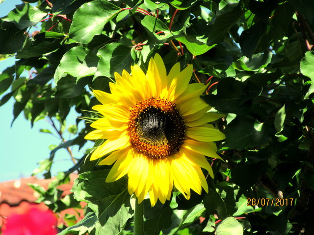 Wenn es mich nicht täuscht - trascht der Marillenbaum mit der Sonnnenblume. Na bist ganz schön hoch gewachsen. Das sind halt meine Gedanken meine ich die Renate