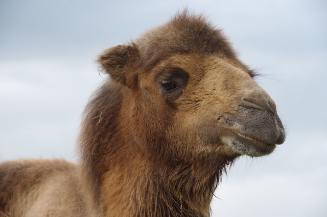 Foto: Tiergarten Walding