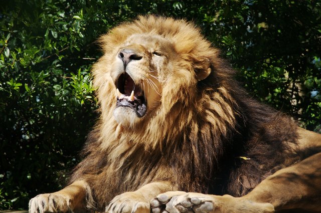 Foto: Tiergarten Walding