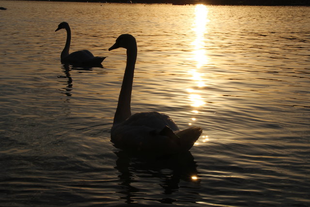 Heute Abend am Attersee.