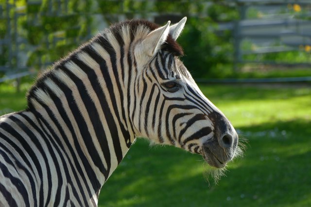 Foto: Tiergarten Walding