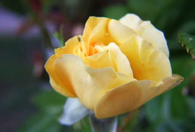 Die zweit Rosenblüte begann anfangs Juli