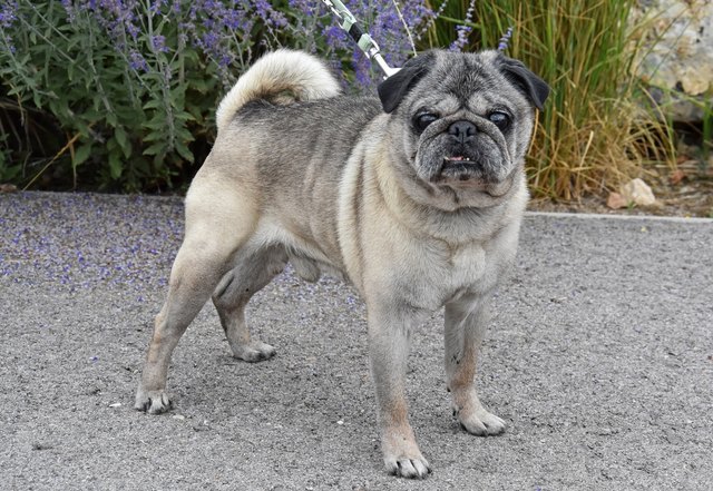 Mops Thema Auf Meinbezirk At