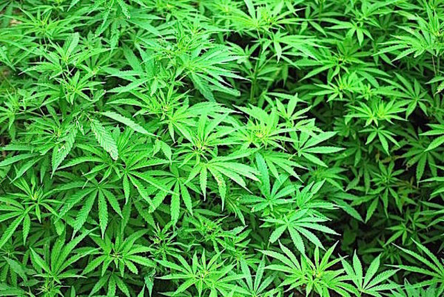 Sichergestellt wurden Cannabiskraut und Kokain. | Foto: Archiv