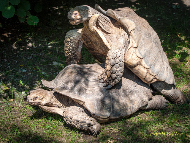 Schwerarbeit bei den Spornschildkröten im Zoo Salzburg