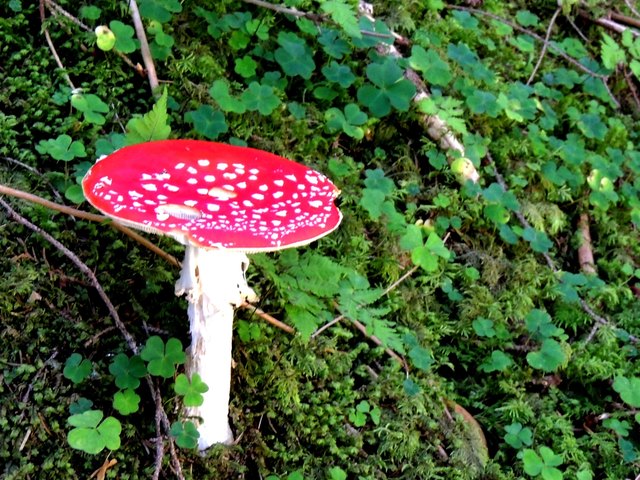 Fliegenpilz und Klee sind oft Glückssymbole,nur den Pilz sollte man besser nicht essen.