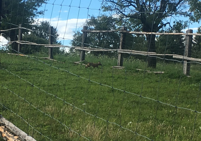 Auf frischer Tat ertappt | Foto: Tobias Teuschl