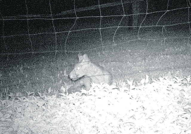 Das unbekannte Tier wurde von einer Wildtierkamera aufgenommen. | Foto: Tobias Teuschl