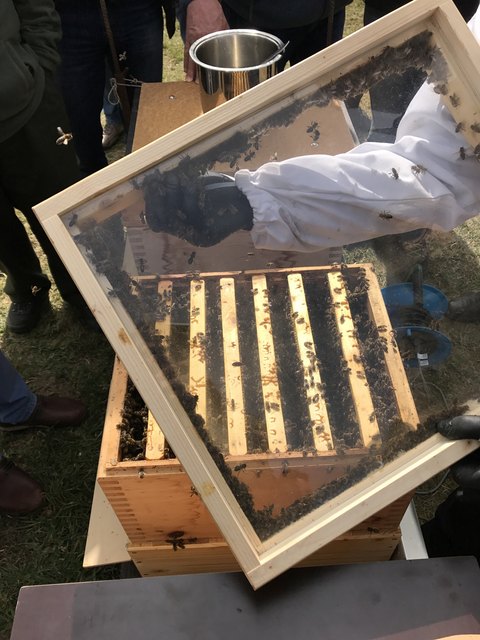 Foto: Bienensauna